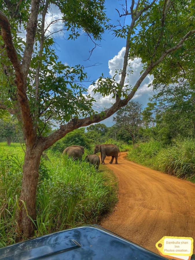 Dambulla Shan Inn Exteriér fotografie